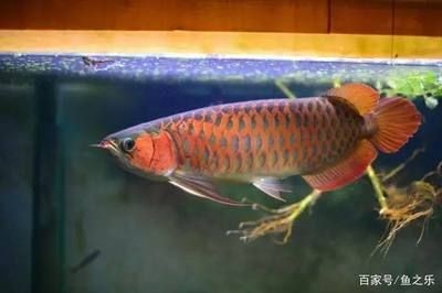 養龍魚應該用什么濾材比較好：養龍魚應該用什么濾材比較好養龍魚應該用什么濾材