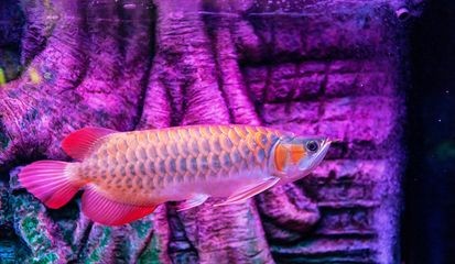 龍魚一直浮在水面上怎么回事：龍魚長時間浮在水面上可能由多種原因造成，如何解決