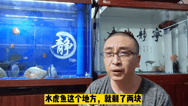 恐龍魚跳缸可以救嗎圖片