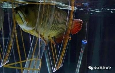 龍魚背上鱗片白白掉皮,有點(diǎn)松鱗屑怎么辦:龍魚背上鱗片白白掉皮