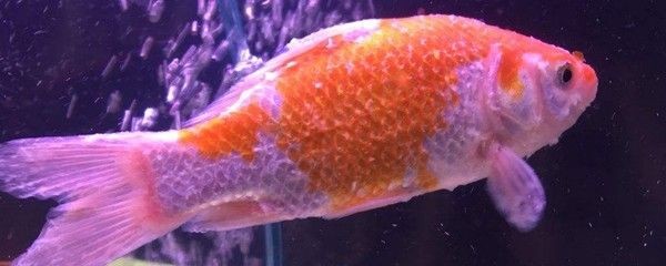 給小魚缸怎么弄氧氣（小魚缸增氧技巧大揭秘）