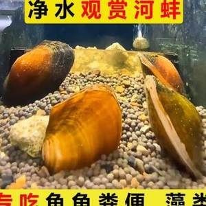 河蚌在魚缸中喂養的詳細信息：河蚌在魚缸中喂養的詳細信息：關于河蚌在魚缸中喂養的一些詳細信息