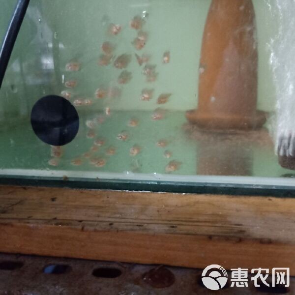 七彩龍魚價(jià)格多少 七彩龍魚價(jià)格多少 龍魚百科 第17張