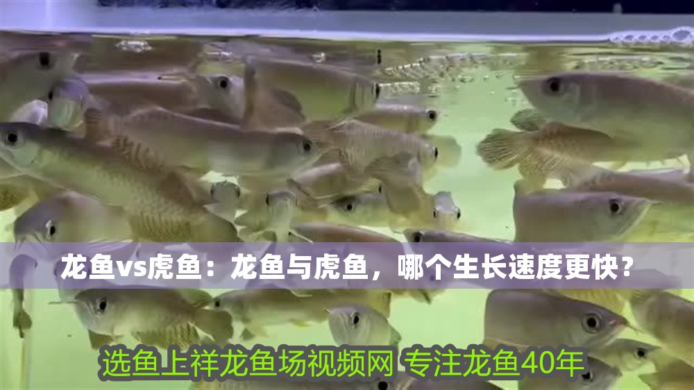 龍魚vs虎魚:龍魚與虎魚,哪個生長速度更快?