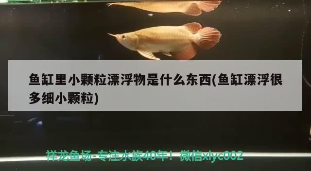 魚缸漂浮物是什么:魚缸水質維護技巧