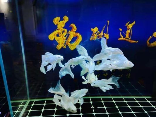 魚缸漂浮物是什么:魚缸水質維護技巧