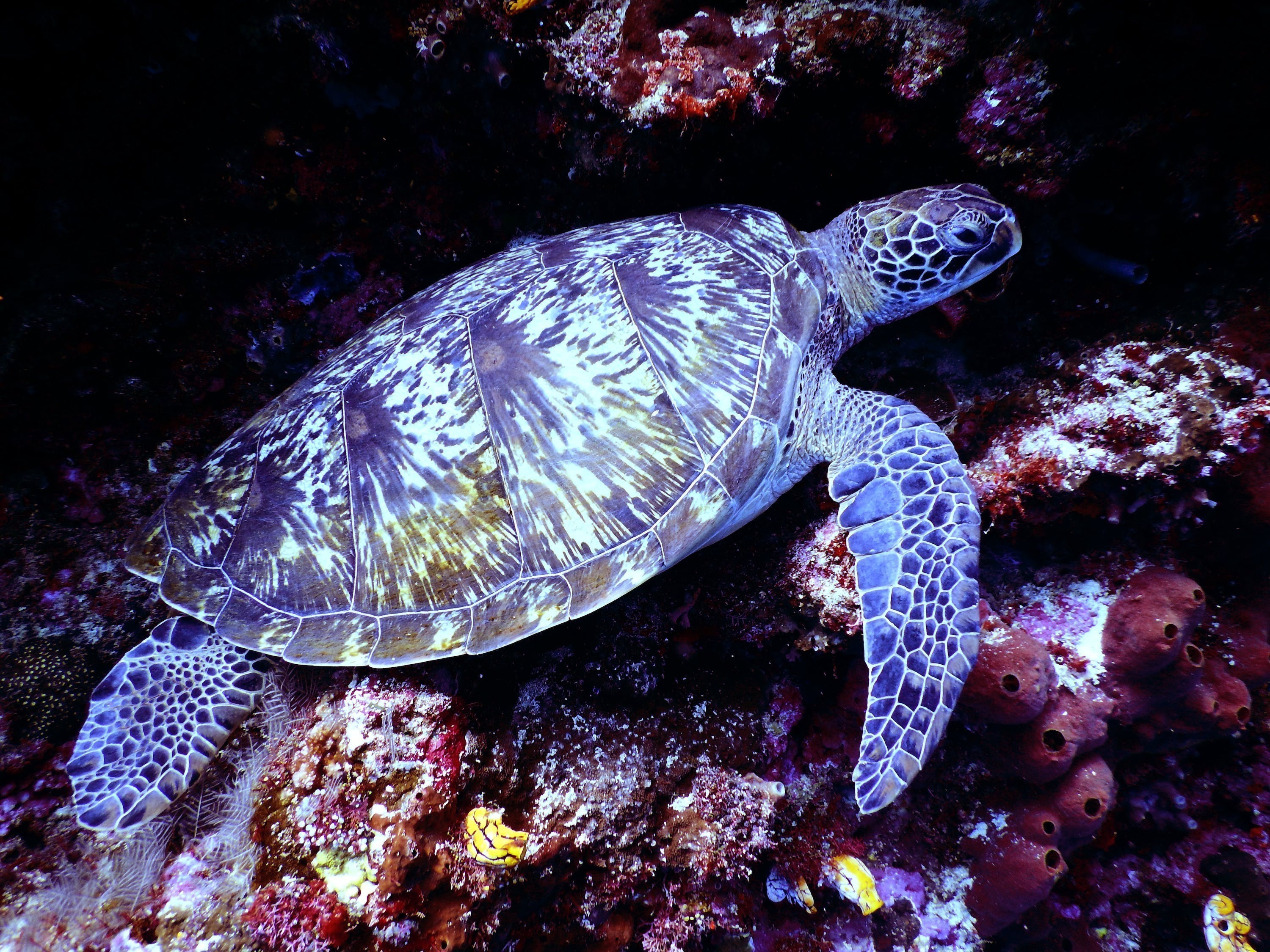 巨野嫣然水族館：探秘水下奇觀，感受大自然的魅力