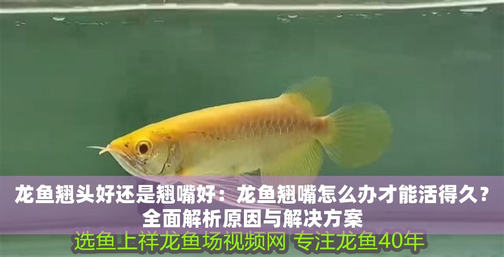 龍魚翹頭好還是翹嘴好：龍魚翹嘴怎么辦才能活得久？全面解析原因與解決方案