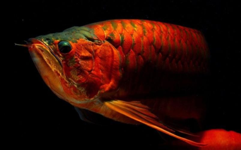 非洲黑龍魚是上層魚嗎圖片 非洲黑龍魚是上層魚嗎圖片 龍魚百科 第13張