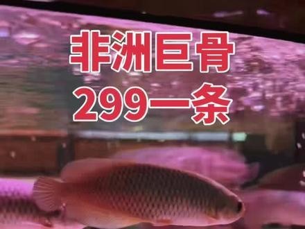 非洲黑龍魚是上層魚嗎圖片 非洲黑龍魚是上層魚嗎圖片 龍魚百科 第20張