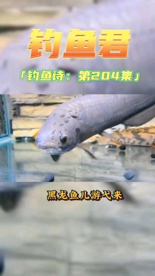 非洲黑龍魚是上層魚嗎圖片 非洲黑龍魚是上層魚嗎圖片 龍魚百科 第9張