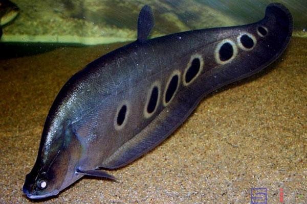非洲黑龍魚是上層魚嗎圖片 非洲黑龍魚是上層魚嗎圖片 龍魚百科 第10張