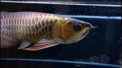 臺灣（臺北）魚缸批發(fā)市場（臺北魚缸批發(fā)市場是臺灣最大的水族貿(mào)易中心之一）
