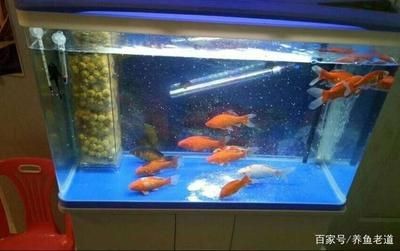 新諾明魚缸用量：關于新諾明在魚缸中使用的詳細信息