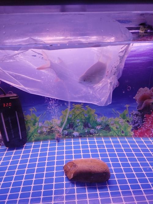 飛鳳魚能和龍魚混養嗎圖片