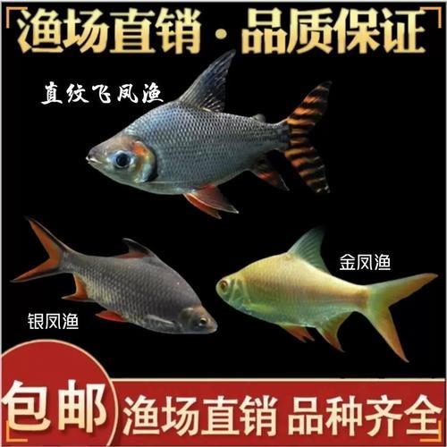 飛鳳魚能和龍魚混養嗎圖片
