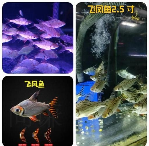 飛鳳魚能和龍魚混養嗎圖片