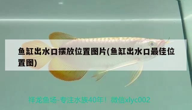 株洲哪里有魚缸買賣店呢（在教育問題上，你是希望老師適當體罰學生，）