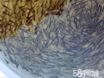 保定龍魚魚缸：保定龍魚魚缸，打造奢華水族世界的藝術與科學 保定龍魚魚缸：保定龍魚魚缸，打造奢華水族世界的藝術與科學 魚缸百科 第1張