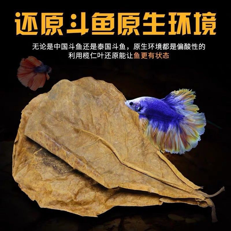 魚缸放橄欖葉魚死了：在養魚缸內放置橄欖葉后魚死亡的情況可能是由以下幾個原因造成的