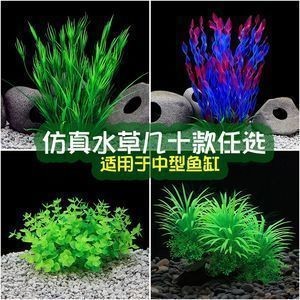 龍魚魚缸可以養(yǎng)什么植物，綠蘿在魚缸中的作用，石菖蒲對水質(zhì)的影響,銅錢草的養(yǎng)殖要點(diǎn)