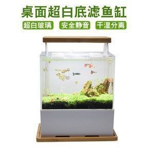 龍魚魚缸可以養(yǎng)什么植物，綠蘿在魚缸中的作用，石菖蒲對水質(zhì)的影響,銅錢草的養(yǎng)殖要點(diǎn)