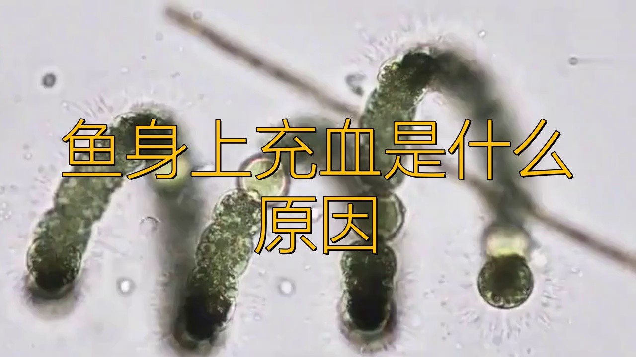 如何判斷龍魚充血的嚴重程度？