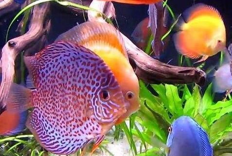龍魚(yú)能和七彩神仙魚(yú)混養(yǎng)嗎：龍魚(yú)和七彩神仙魚(yú)能混養(yǎng)嗎，