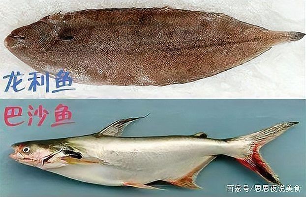 無刺龍魚是什么魚