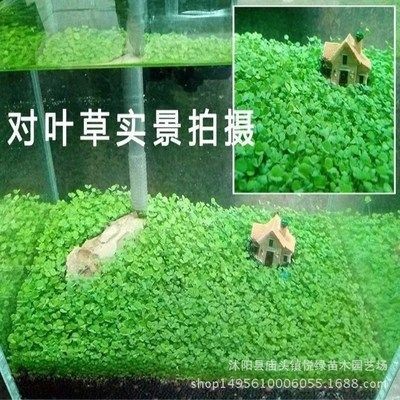 對葉草魚缸：葉草魚缸水質(zhì)維護(hù)技巧和注意事項(xiàng)，魚缸水質(zhì)維護(hù)技巧