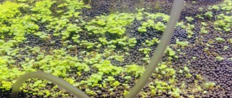對葉草魚缸：葉草魚缸水質(zhì)維護(hù)技巧和注意事項(xiàng)，魚缸水質(zhì)維護(hù)技巧