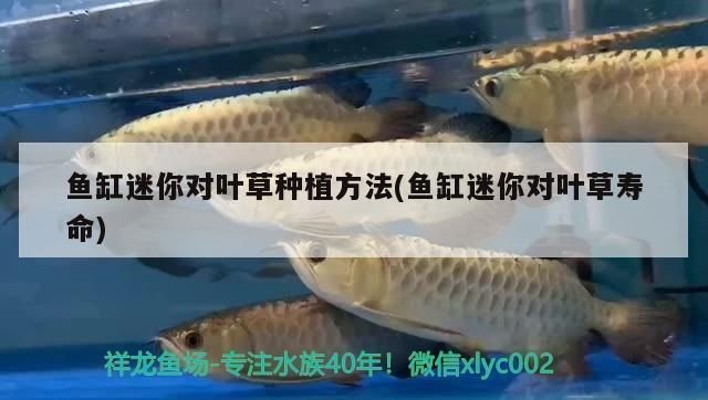 對葉草魚缸：葉草魚缸水質(zhì)維護(hù)技巧和注意事項(xiàng)，魚缸水質(zhì)維護(hù)技巧
