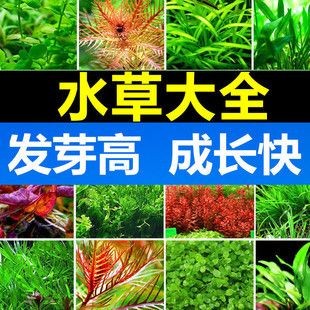 對葉草魚缸：葉草魚缸水質(zhì)維護(hù)技巧和注意事項(xiàng)，魚缸水質(zhì)維護(hù)技巧