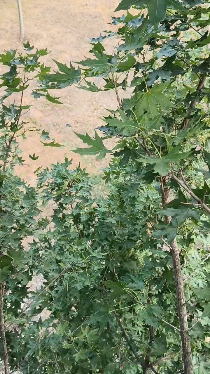 渣渣渣