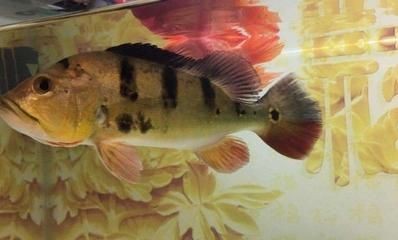 戰(zhàn)船和龍魚能放在一起嗎(戰(zhàn)船和龍魚是否能放在一起養(yǎng)取決于多種因素) 龍魚百科 第5張 戰(zhàn)船和龍魚能放在一起嗎(戰(zhàn)船和龍魚是否能放在一起養(yǎng)取決于多種因素) 戰(zhàn)船和龍魚能放在一起嗎(戰(zhàn)船和龍魚是否能放在一起養(yǎng)取決于多種因素) 龍魚百科 第5張
