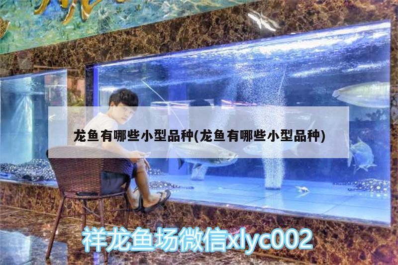 龍魚有哪些小型品種(龍魚有哪些小型品種)