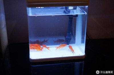 森森魚缸測評：森森魚缸怎么樣