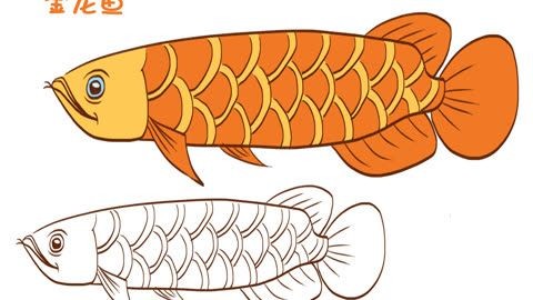 給我搜一下金龍魚的簡筆畫怎么畫的（金龍魚的簡筆畫繪制過程相對簡單以下是一個詳細的步驟指導）