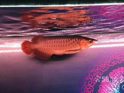 烏魯木齊誰家賣龍魚好（烏魯木齊幾家賣龍魚的商家）