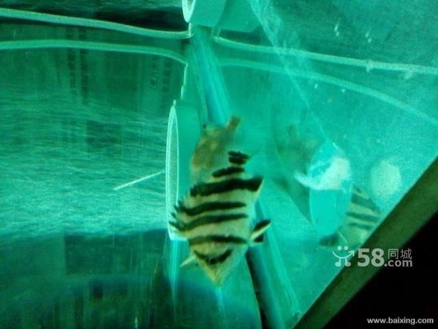 烏魯木齊誰家賣龍魚好（烏魯木齊幾家賣龍魚的商家）
