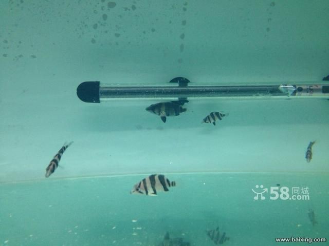 烏魯木齊誰家賣龍魚好（烏魯木齊幾家賣龍魚的商家）