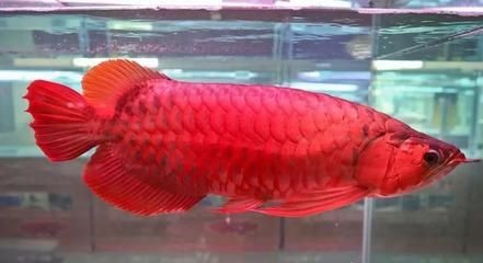 龍魚有紅色的嗎（紅龍魚是一種非常珍貴和受歡迎的觀賞魚品質的象征）