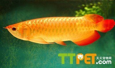 龍魚(yú)鑒別特征有哪些呢（龍魚(yú)的鑒別）
