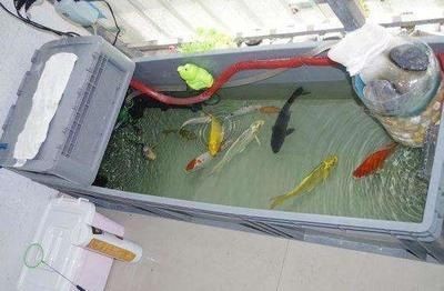 夸贊魚缸的話：魚缸搭配風水講究：魚缸搭配風水講究,魚缸搭配風水講究