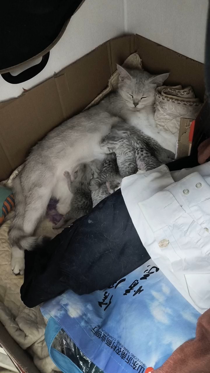 六只小可愛
