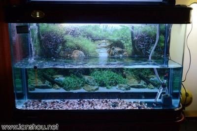潭溪魚缸怎么樣：初學(xué)者適合養(yǎng)什么魚魚缸品牌推薦及評價及評價