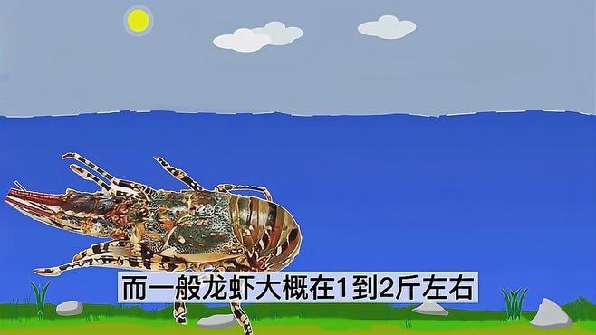 十大龍蝦中哪個最貴？ 十大龍蝦中哪個最貴？ 龍魚百科 第6張