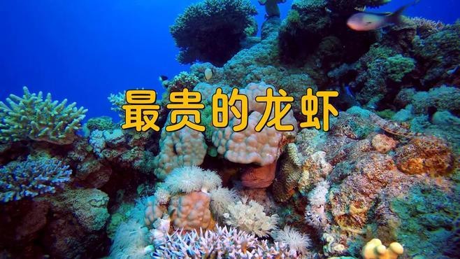 十大龍蝦中哪個最貴？ 十大龍蝦中哪個最貴？ 龍魚百科 第3張