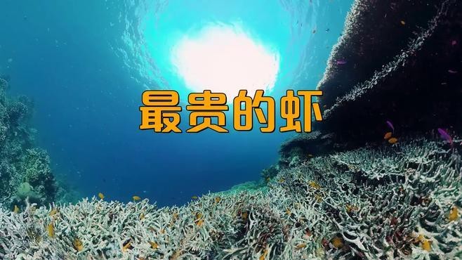 十大龍蝦中哪個最貴？ 十大龍蝦中哪個最貴？ 龍魚百科 第2張
