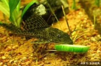 廣東魚缸養什么魚好：廣東淡水魚養殖指南廣東淡水魚養殖指南廣東淡水魚養殖指南